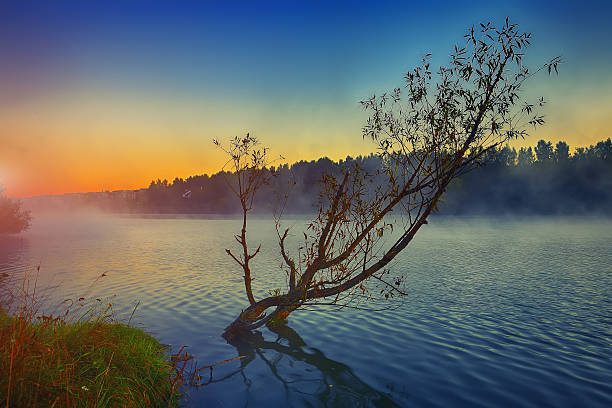 Lonely tree growing in a pond at sunrise