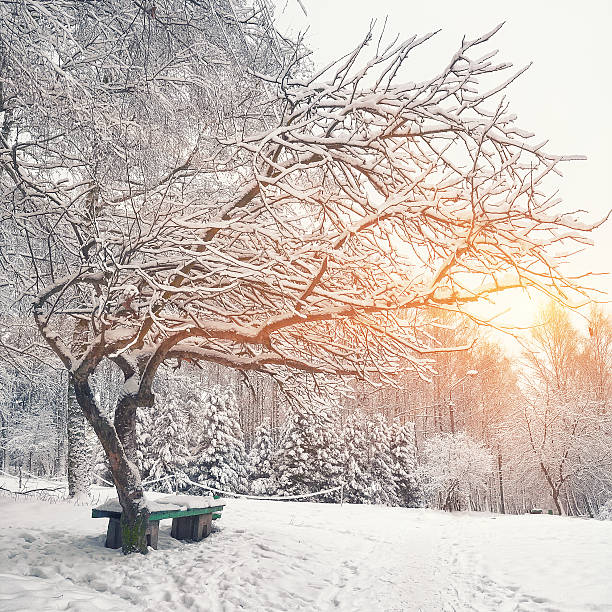istock Park bench and trees covered by heavy snow 612030660