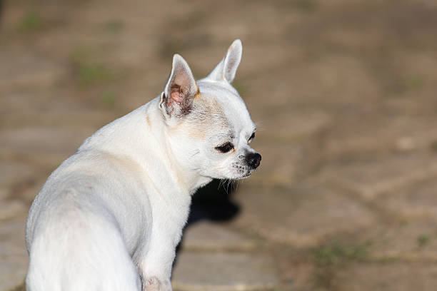 istock white chihuahua portrait 612030684