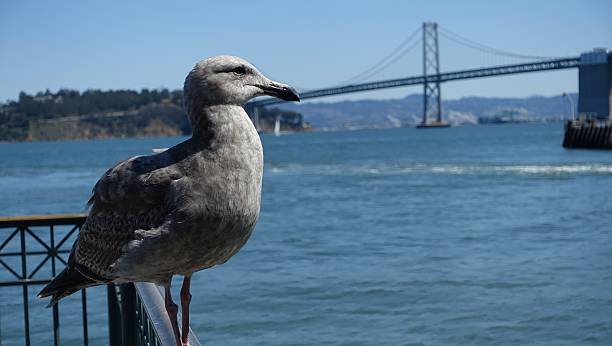 istock Seagull watching over the Golden Gate Bridge 612031086