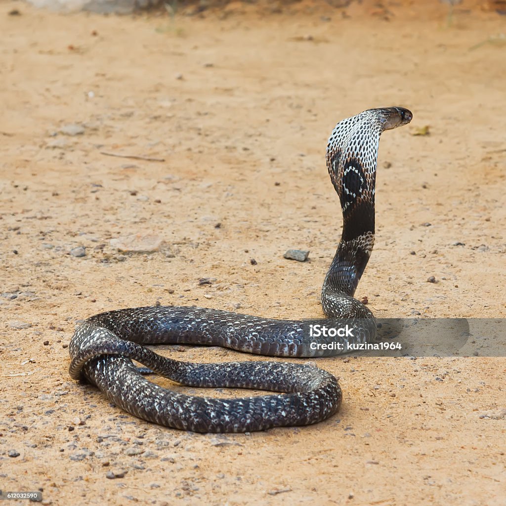 Rắn Hổ Mang Chúa Hình ảnh Sẵn có - Tải xuống Hình ảnh Ngay bây giờ ...