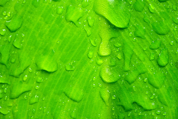 istock Water droplets on a green leaf for background.Soft focus images. 612223286