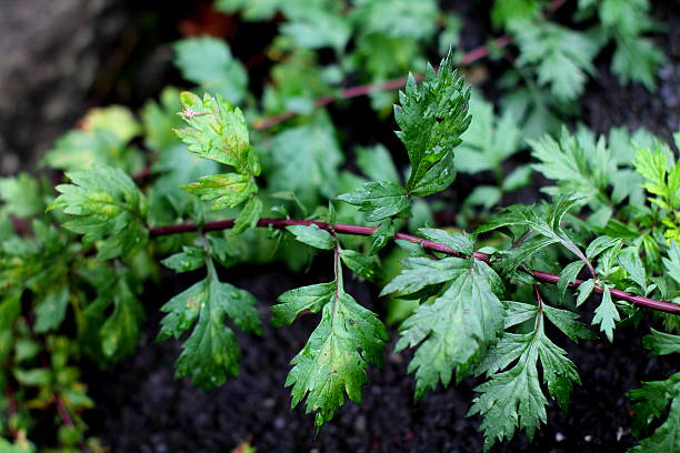 свежее растение mugwort. - tarragon twig plant herb стоковые фото и изображения