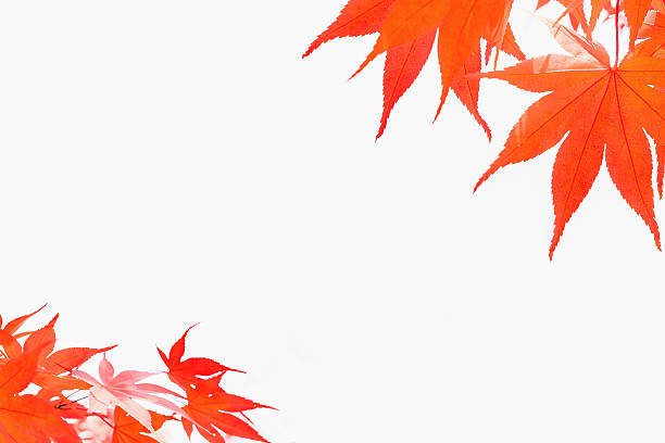 istock autumn, leaves, maple leaf isolated on white background. 612226198