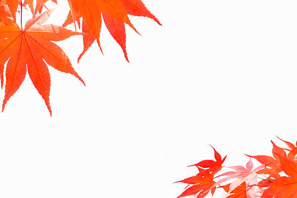 istock autumn, leaves, maple leaf isolated on white background. 612226480