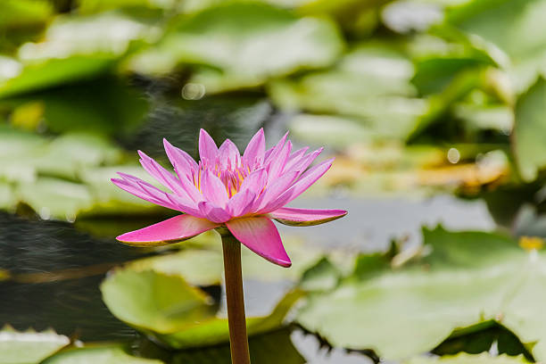 istock blossom lotus flower focus on flower 612226654