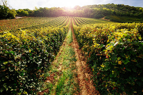 istock Panoramic high angle view on vineyards in Central Europe 612226908