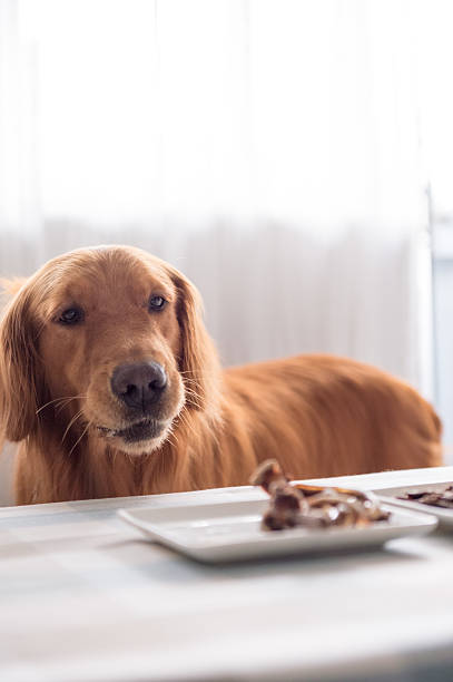 istock Golden retriever and its food 612227378