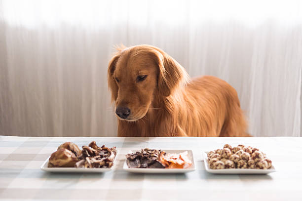 istock Golden retriever and its food 612227938
