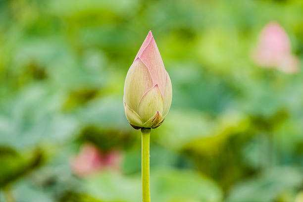 istock blossom lotus flower focus on flower 612228220