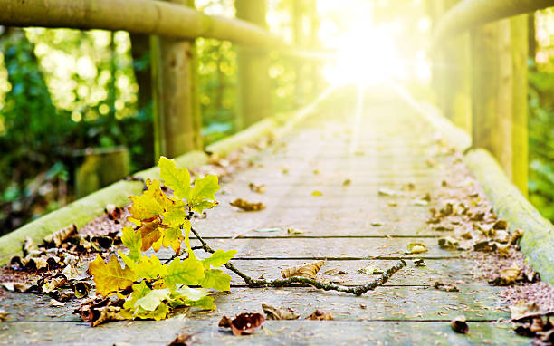 istock Wood bridge in autumn forest. 612228372