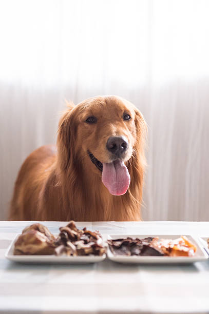 istock Golden retriever and its food 612228996