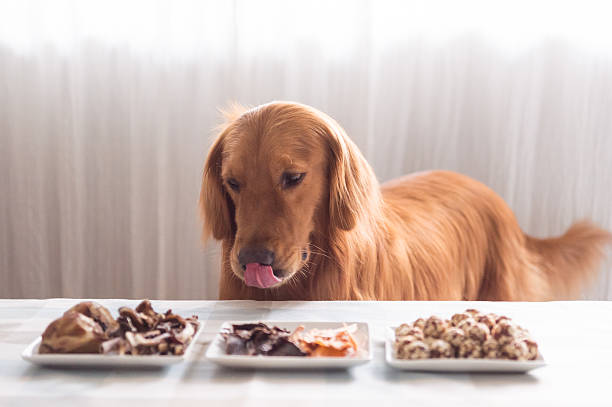 istock Golden retriever and its food 612229144