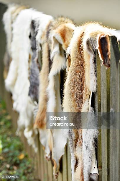 Animals Fur For Clothing On A Wooden Fence Stock Photo - Download Image Now  - Animal, Animal Body Part, Animal Hair - iStock