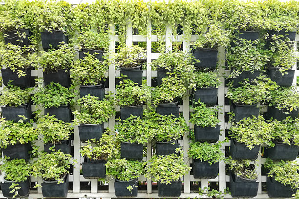istock Little plants in pots on the wall. 612230314