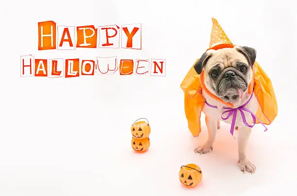 Photo of Pug Dog with Halloween pumpkin and tongue sticking out