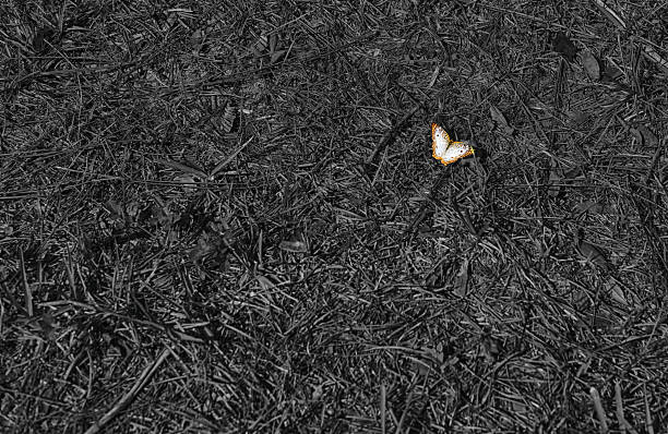 fotografia a farfalla - black veined white butterfly foto e immagini stock