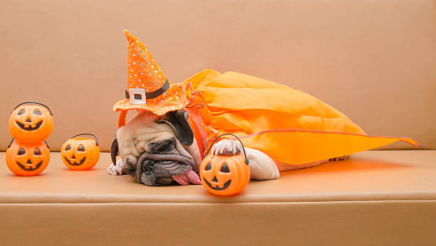 Pug dog with Halloween costume sleep on sofa Cute pug dog with costume of happy halloween day sleep on sofa with plastic pumpkin Jack O'Lantern dog in halloween hat of witch stock pictures, royalty-free photos & images