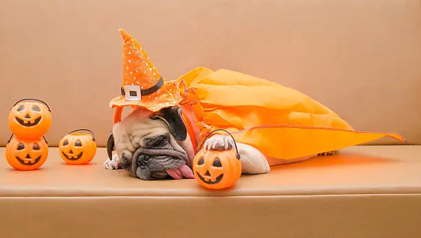 Photo of Pug dog with Halloween costume sleep on sofa
