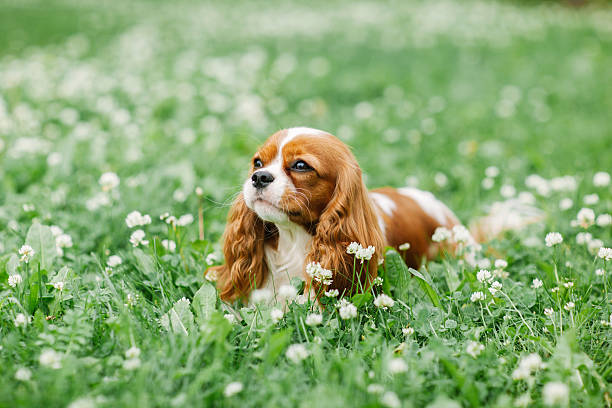 istock Nice little dog lying on the grass 612232702