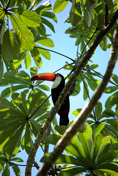 istock Toucan bird in all it's colorful beauty 612233242
