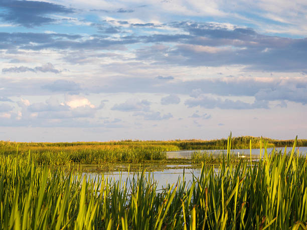 istock River with reed reflected in the water,Danube delta 612234106