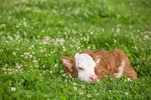 Close-up side view of a newborn brown and white Hereford calf sleeping in the pasture full of blooming white clover. The calf's body is mostly brown and it's face is mostly white with brown ears.