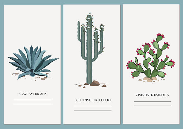 illustrazioni stock, clip art, cartoni animati e icone di tendenza di biglietti da visita set con cactus, agave e pianta di fico d'india. - cactus single flower flower nature