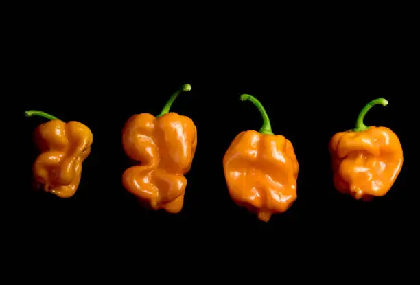 Orange and Green Ghost Chillis on Black Background