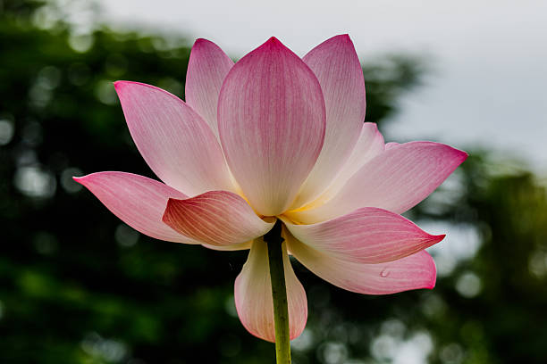 istock blossom lotus flower focus on flower 612236482