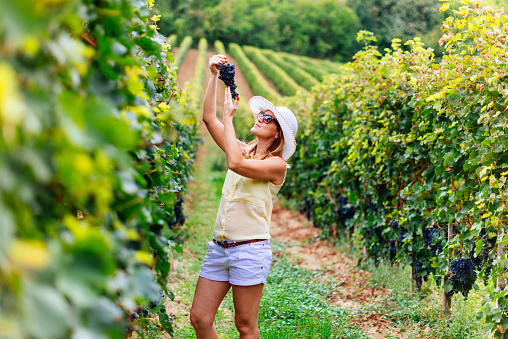 Female farmer examining red grapes in vineyard in late summer, on hills nearby Novi Sad, Municipality of Sremski Karlovci, famous Central European place for winemaking, table grapes, raisins and non-alcoholic grape juice.