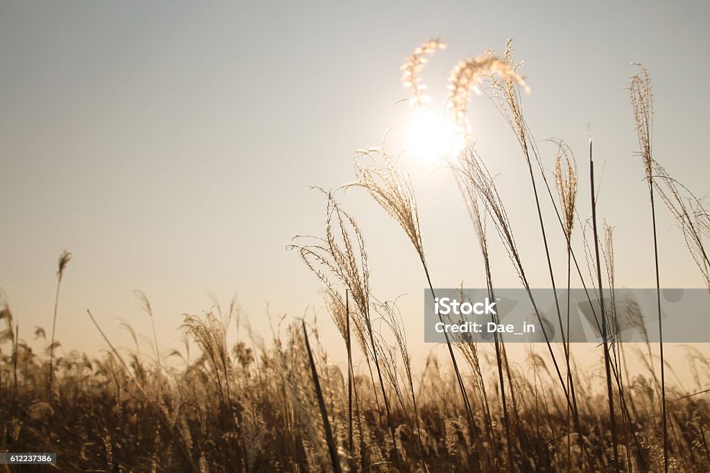 Silver grass Autumn Stock Photo