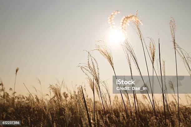 Silver Grass Stock Photo - Download Image Now - Autumn, Feathergrass, Grass