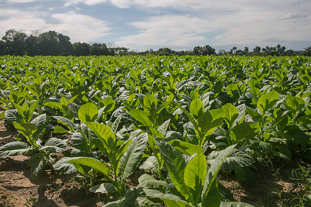 Tabacco field for cigar making at pinar del rio cuba