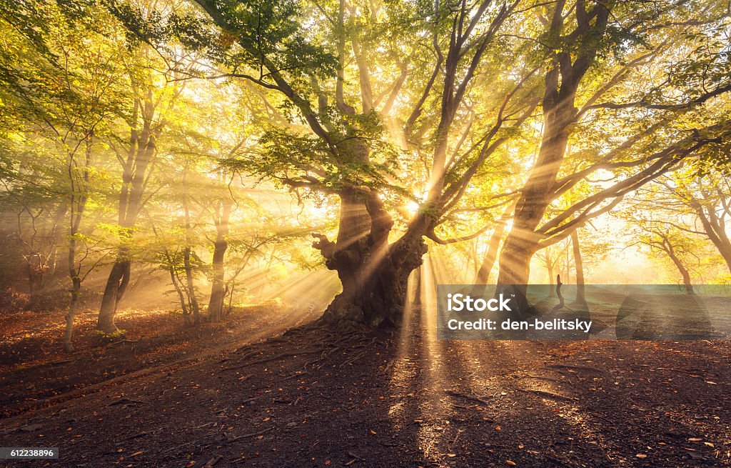 Vieil arbre magique avec des rayons du soleil au lever du soleil Forêt brumeuse - Photo de Forêt libre de droits