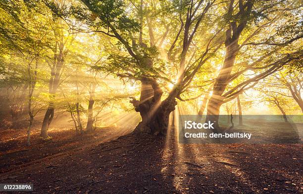 Photo libre de droit de Vieil Arbre Magique Avec Des Rayons Du Soleil Au Lever Du Soleil Forêt Brumeuse banque d'images et plus d'images libres de droit de Forêt