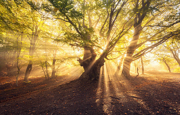 日の出フォギーの森で太陽の光を持つ魔法の古い木 - golden autumn season forest ストックフォトと画像