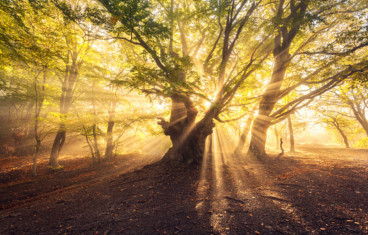 Magical old tree with sun rays in the morning. Forest in fog. Colorful landscape with foggy forest, gold sunlight, green leaves at beautiful sunrise. Fairy forest in autumn. Fall woods. Enchanted tree