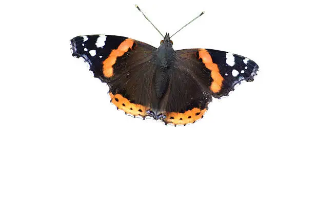 Isolated image of a Red Admiral butterfly with both sets of wings fully spread and antennae conspicuous