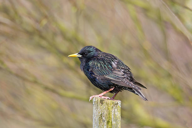 istock European Starling perched on a fence post 612239730