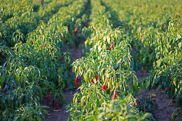 перец на поле рядами с зелеными листьями - pepper bell pepper growth ripe стоковые фото и изображения