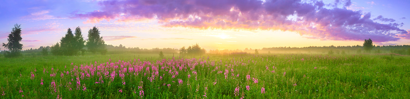 rural summer landscape with sunrise, a blossoming meadow and fog. panorama