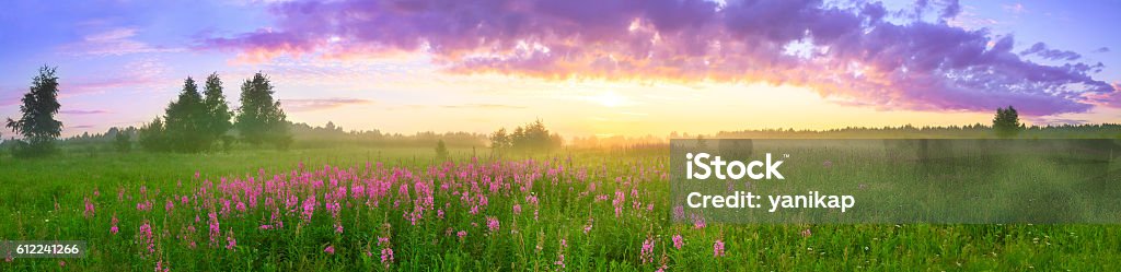 rural summer landscape with sunrise rural summer landscape with sunrise, a blossoming meadow and fog. panorama Landscape - Scenery Stock Photo