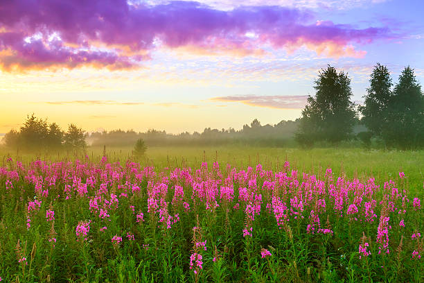 istock rural summer landscape with sunrise 612241342