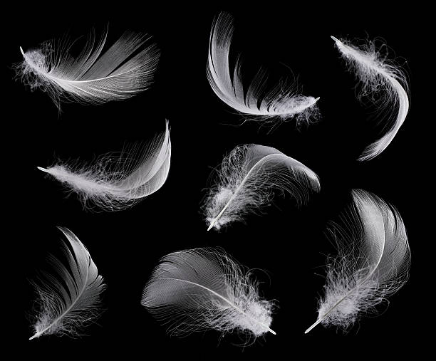 istock Collection of white feather 612241732