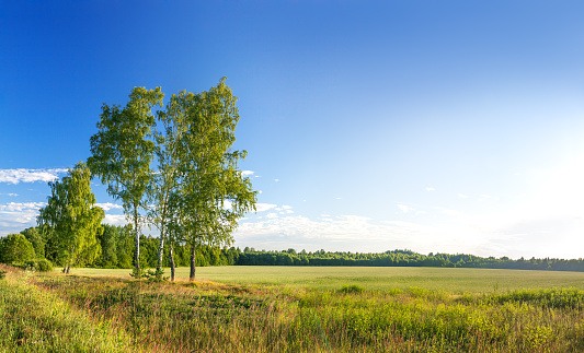 rural summer landscape. panorama with sunrise and  field, forest with blue sky