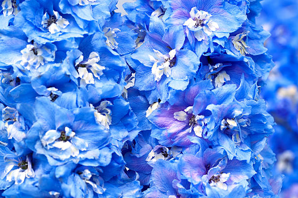 istock blue flowers of a delphinium 612241856