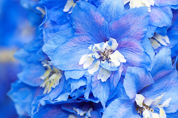 istock blue flowers of a delphinium 612241934
