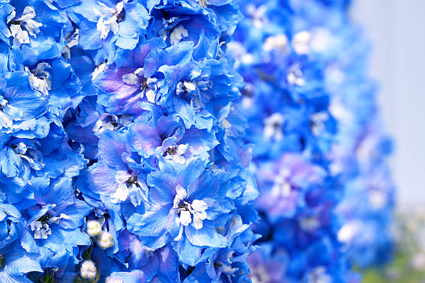 istock blue flowers of a delphinium 612241986