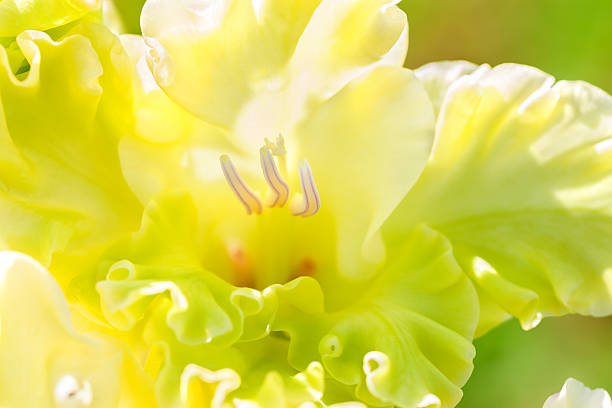 fleur jaune d’un macro glaïeul - gladiolus flower floral pattern single flower photos et images de collection